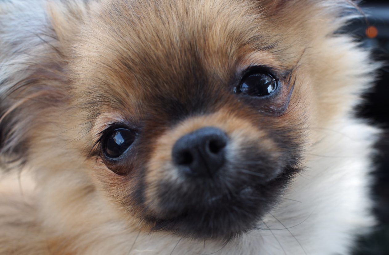 ポメチー ポメチワ とは チワワ ポメラニアンのミックス犬の特徴 性格 販売情報を紹介 いぬりぽ