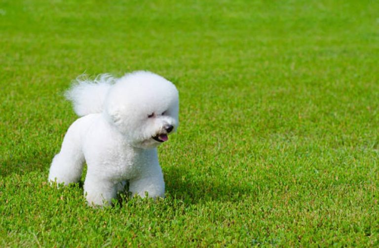 思わず抱きしめたくなる モコモコの犬種まとめ いぬりぽ