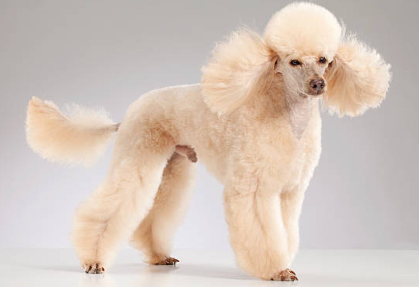 頭が良い犬ランキングTOP10！賢くて飼いやすい犬種とは？ いぬりぽ