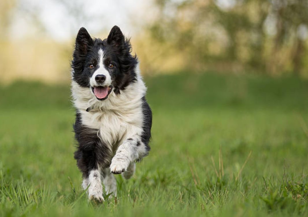頭が良い犬ランキングTOP10！賢くて飼いやすい犬種とは？ いぬりぽ