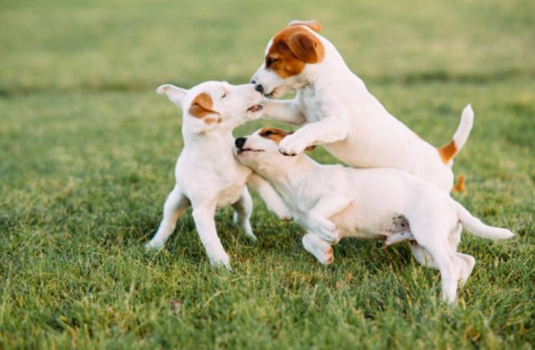 徹底解説 犬同士の遊びでみられる行動と飼い主ができること いぬりぽ