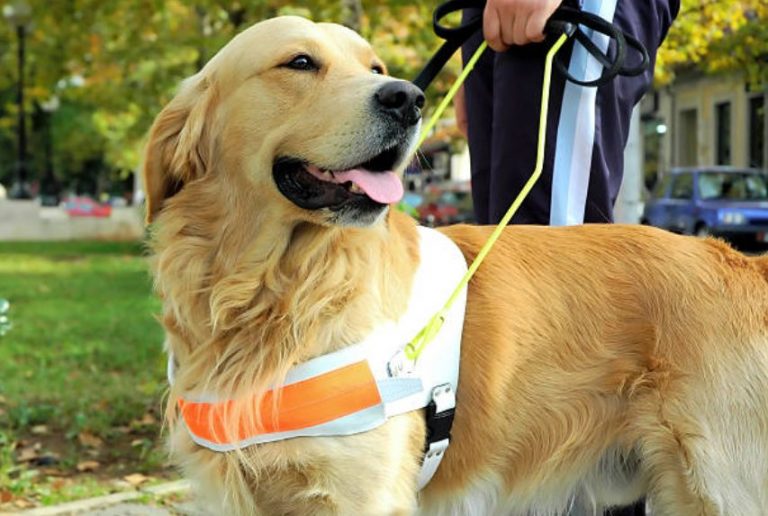 キャリアチェンジ犬の里親になるには ブログ 募集情報 介助犬についてのまとめ いぬりぽ